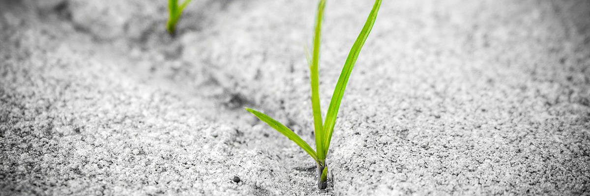 grass growing in concrete